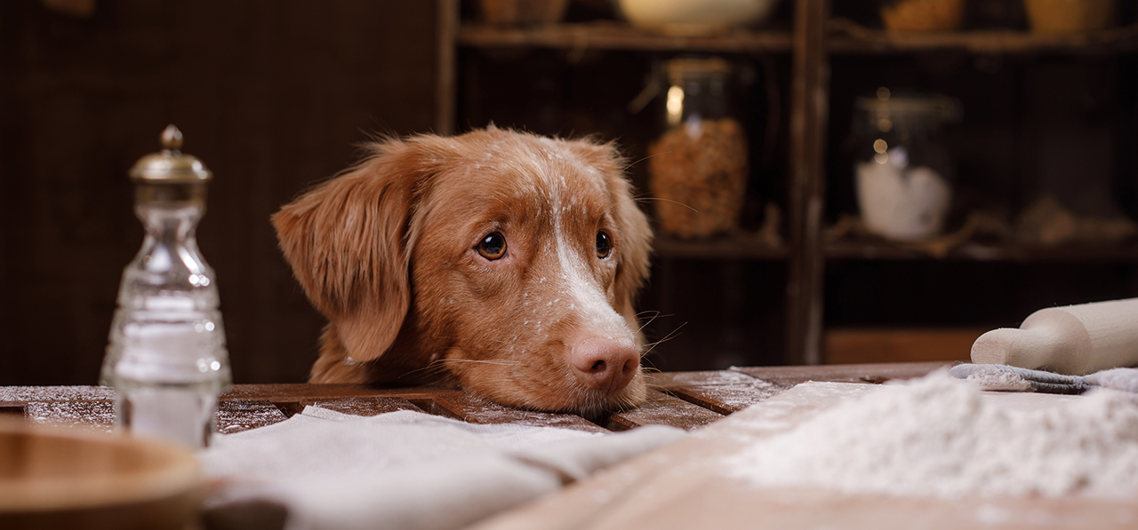 Thanksgiving Foods that are Toxic for Dogs